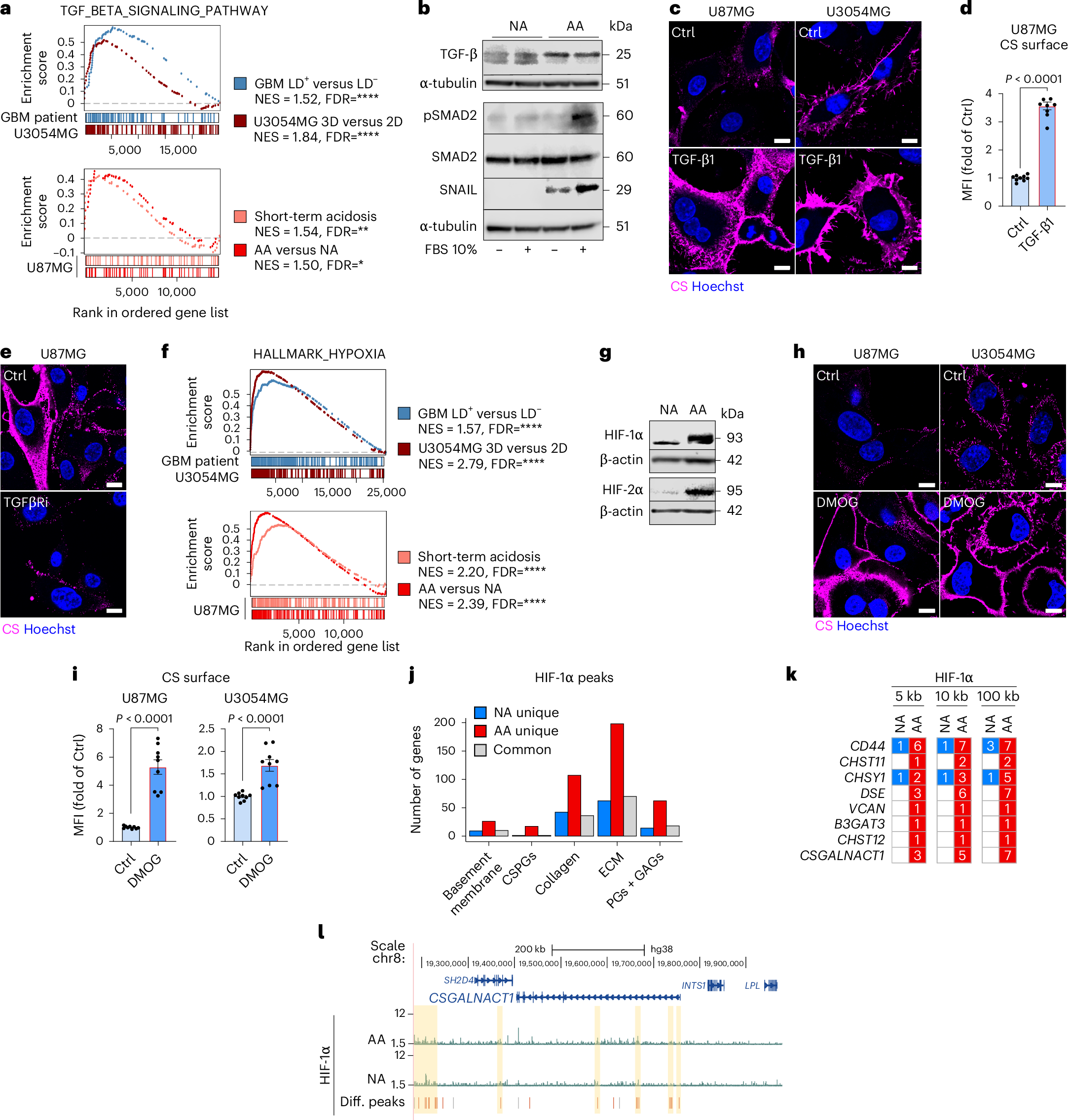 Fig. 3: Cooperative TGF-β and HIF signalling induces CS-glycocalyx remodelling during acidosis adaptation.