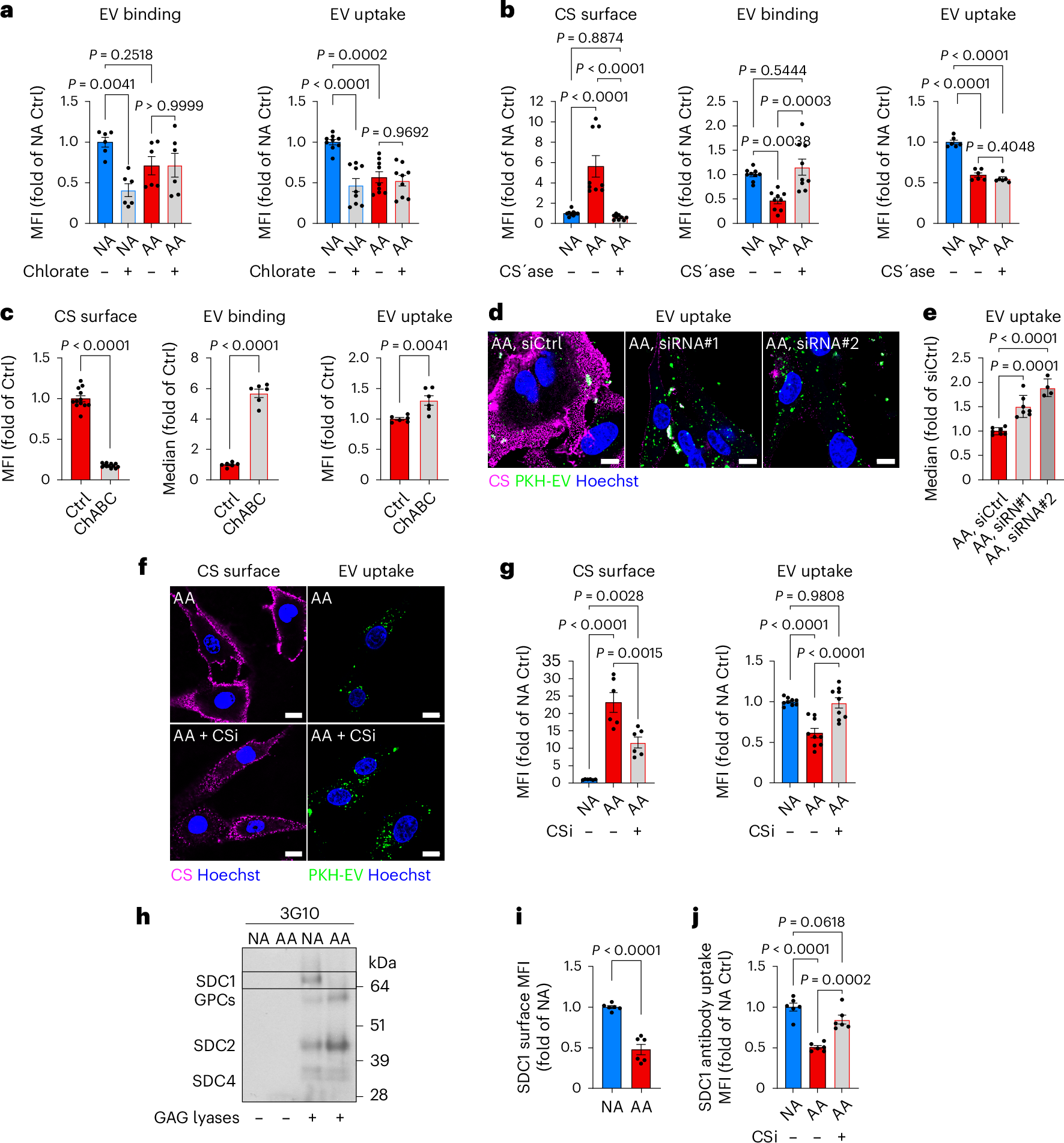 Fig. 5: Acidosis-induced CS-glycocalyx restricts lipid uptake through encapsulation and SDC1 glycan remodelling.