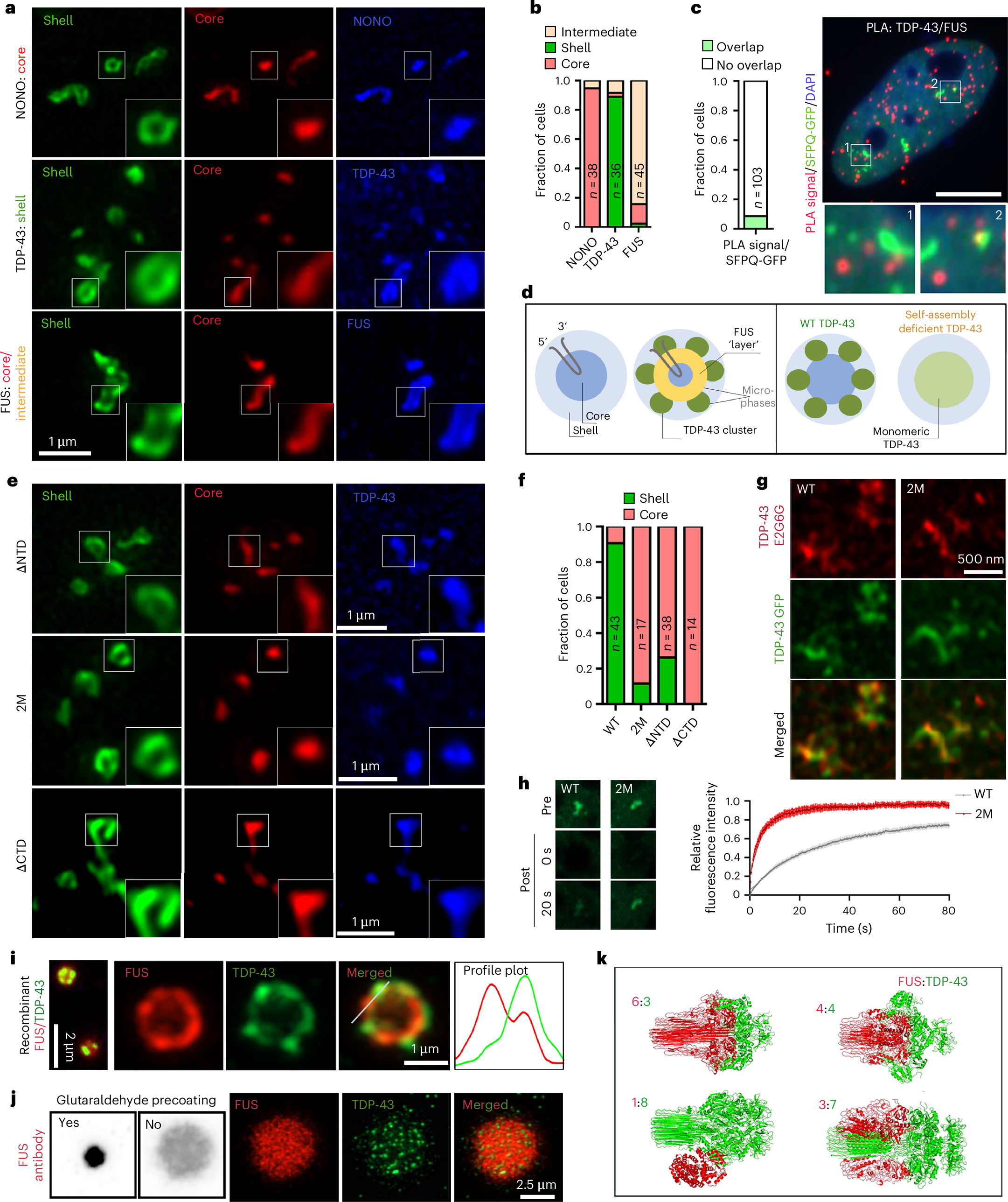 Fig. 5: Molecular basis for TDP-43 and FUS microphase separation within paraspeckles.