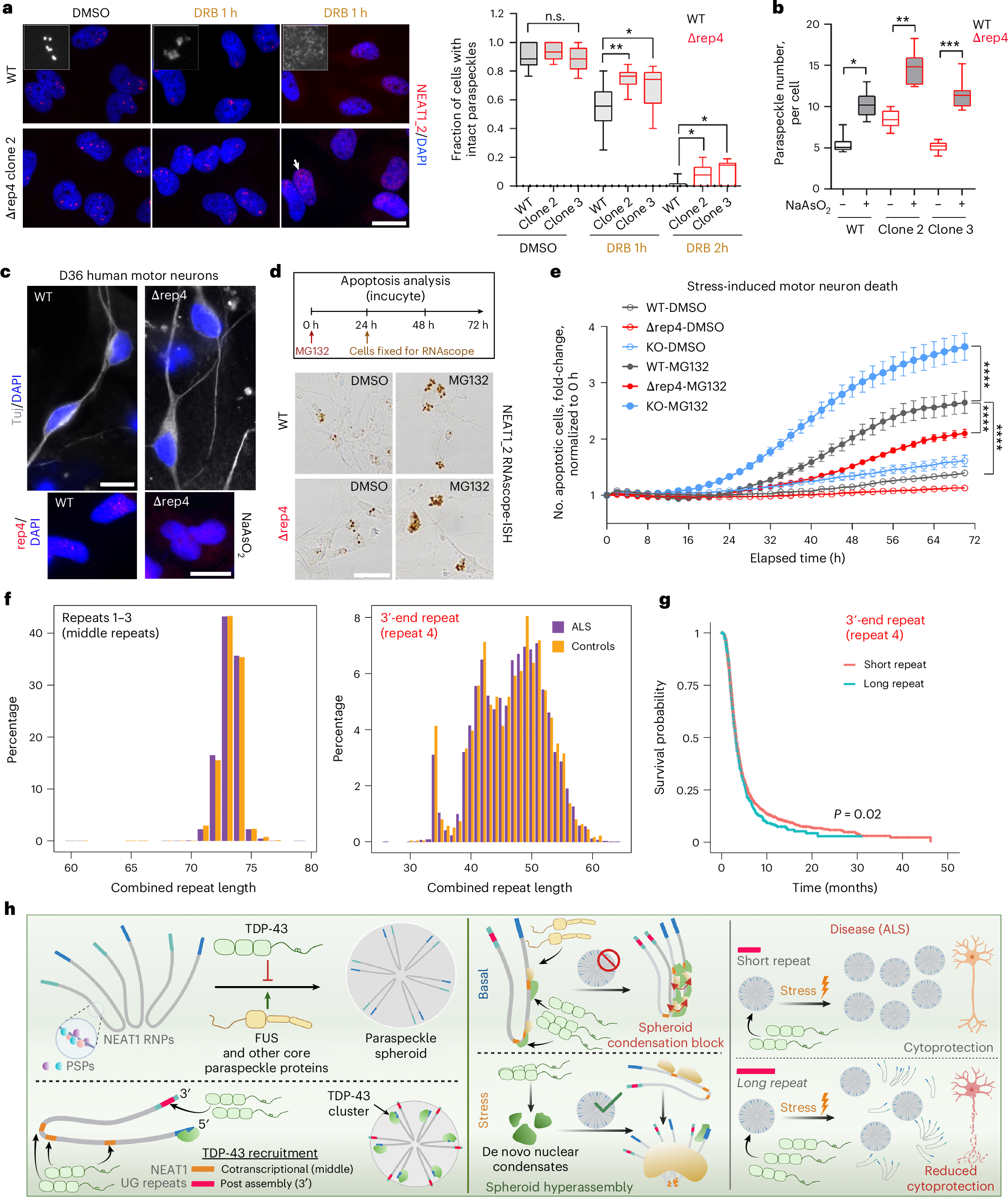 Fig. 8: NEAT1_2 3′-end UG repeat links paraspeckle stability under stress to neuronal survival and ALS.