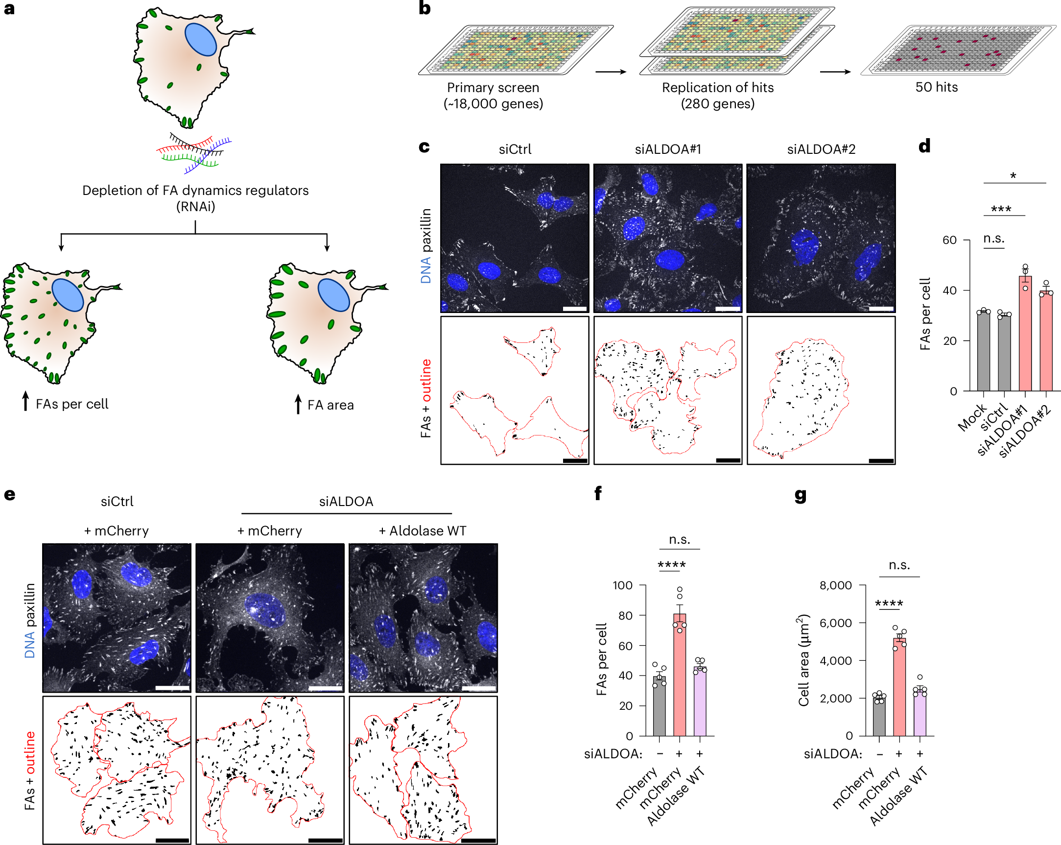 Fig. 1: Genome-wide siRNA screen identifies aldolase as a regulator of FA dynamics.