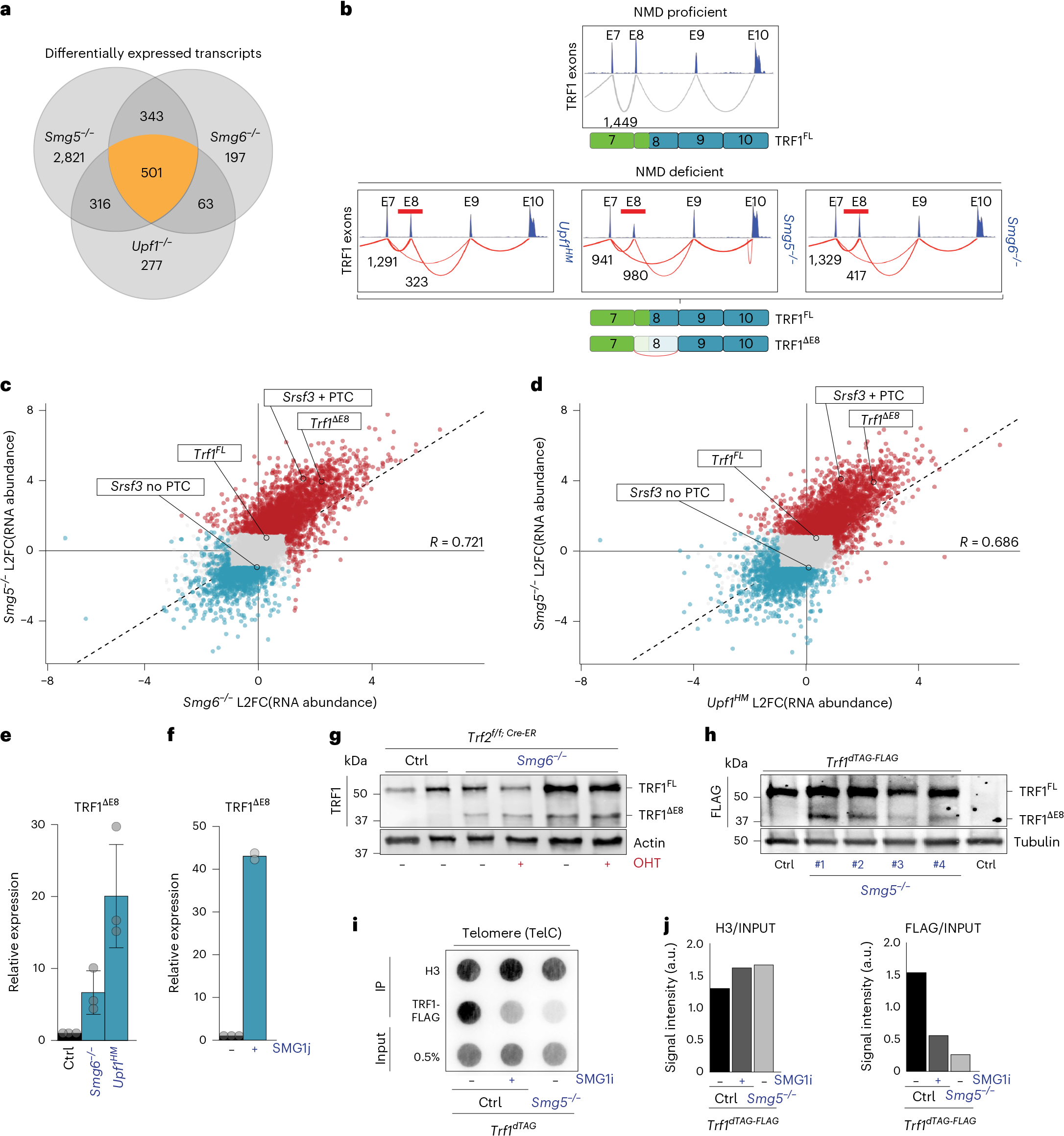 Fig. 4: NMD loss leads to expression of a dominant-negative TRF1ΔE8 isoform.