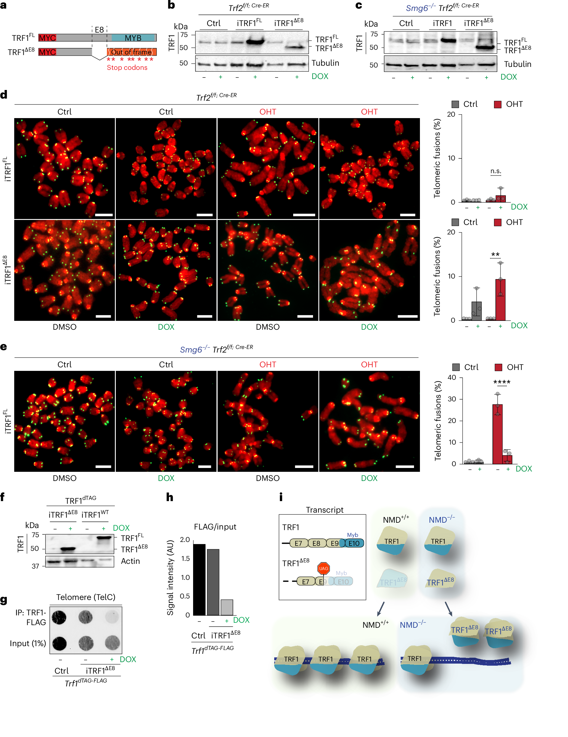 Fig. 5: Elevated TRF1 levels prevent telomere fusions in NMD-deficient cells.