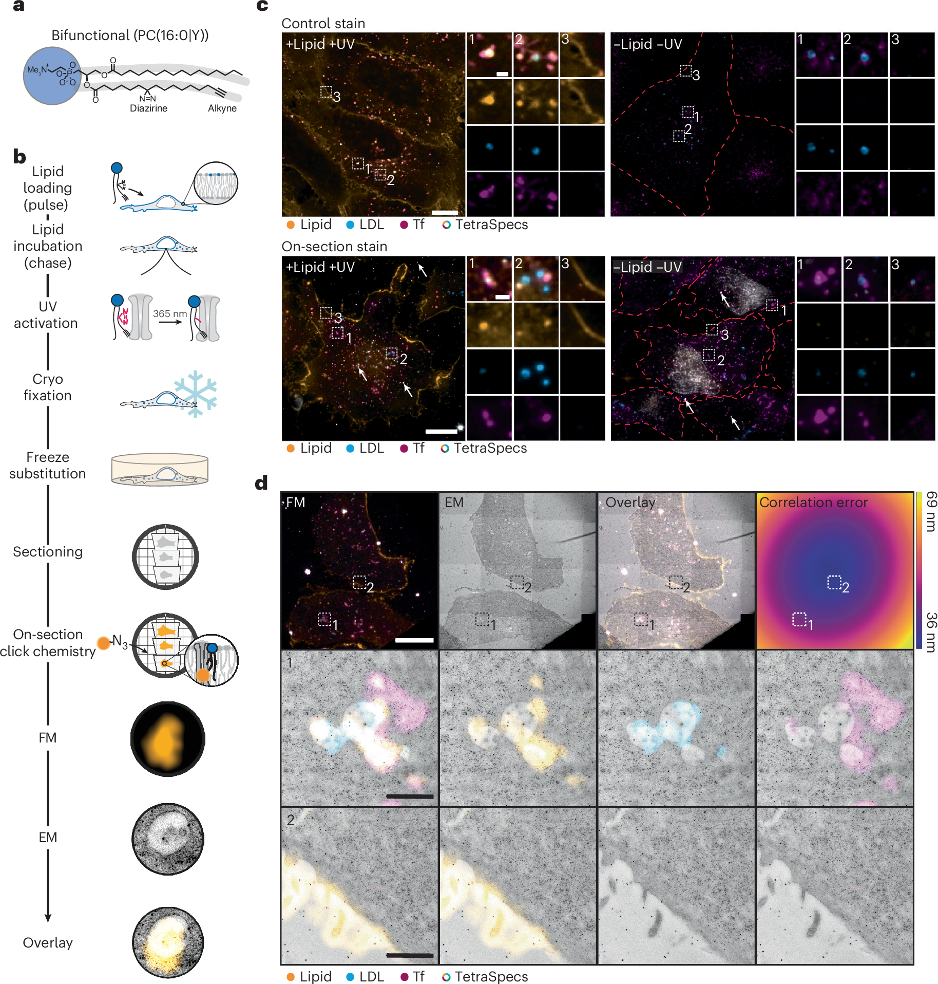 Fig. 1: On-section copper-catalysed click reaction for visualizing lipids using CLEM.