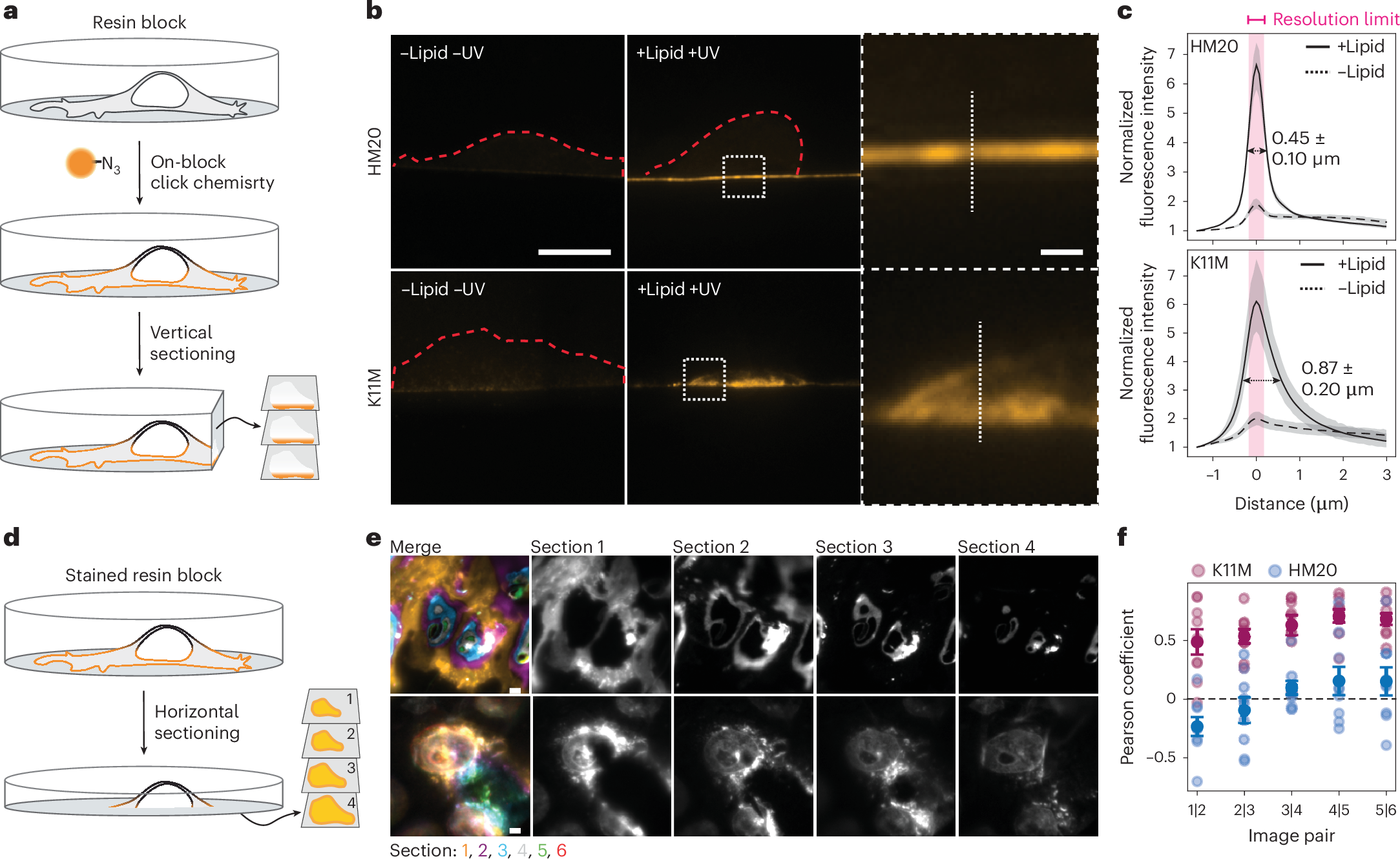 Fig. 2: Comparison of dye diffusibility into HM20 and K11M resins.