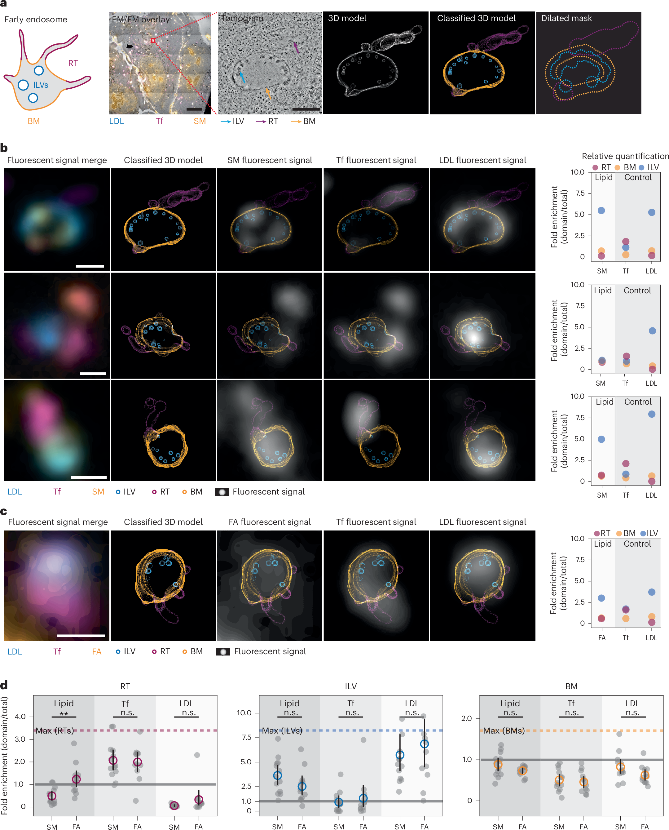 Fig. 5: SM partitions differently into early endosome subcompartments.