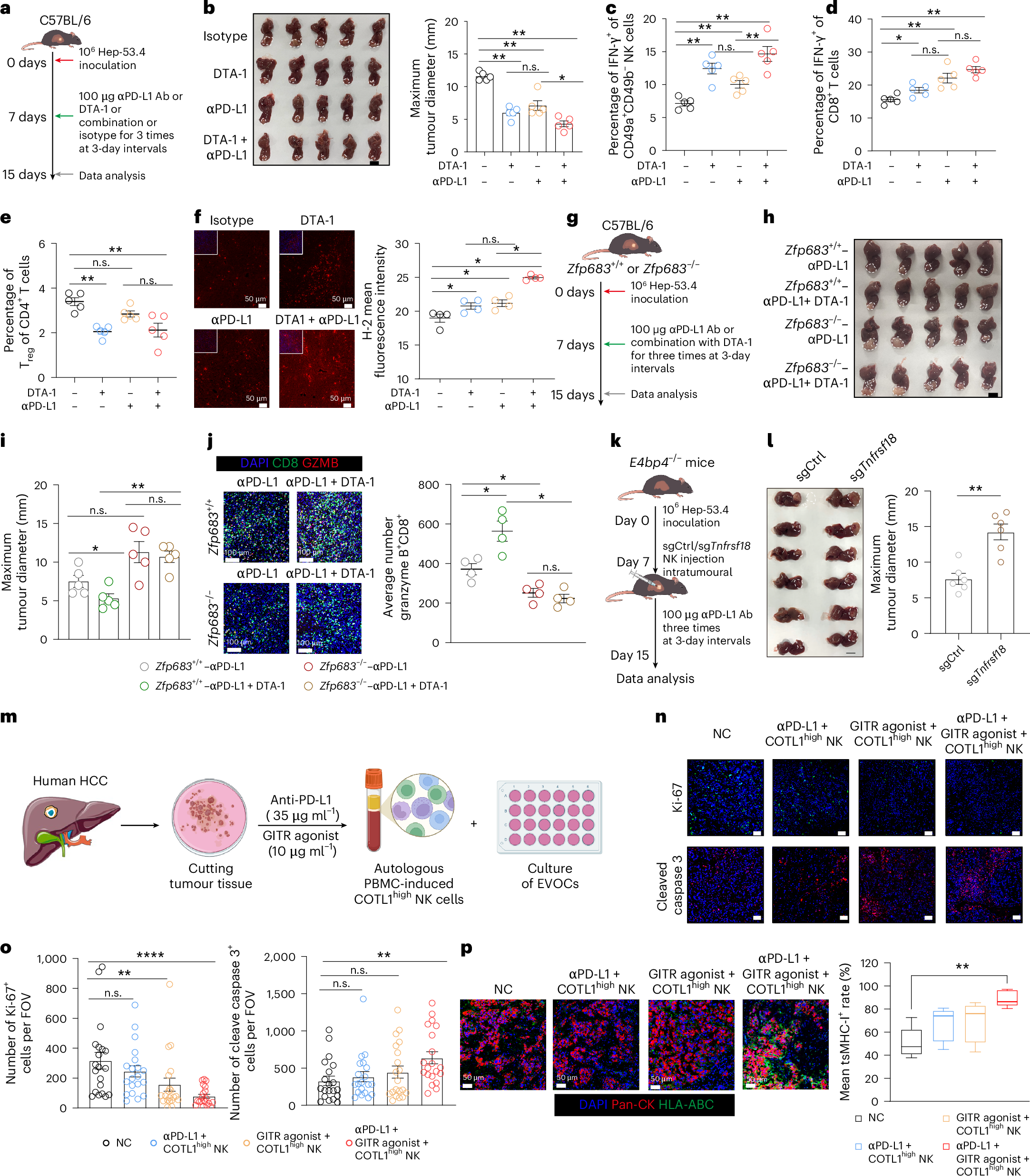 Fig. 6: Combined targeting of T and COTL1high NK cells enhances immunotherapy responses in tsMHC-Iimpaired HCC.