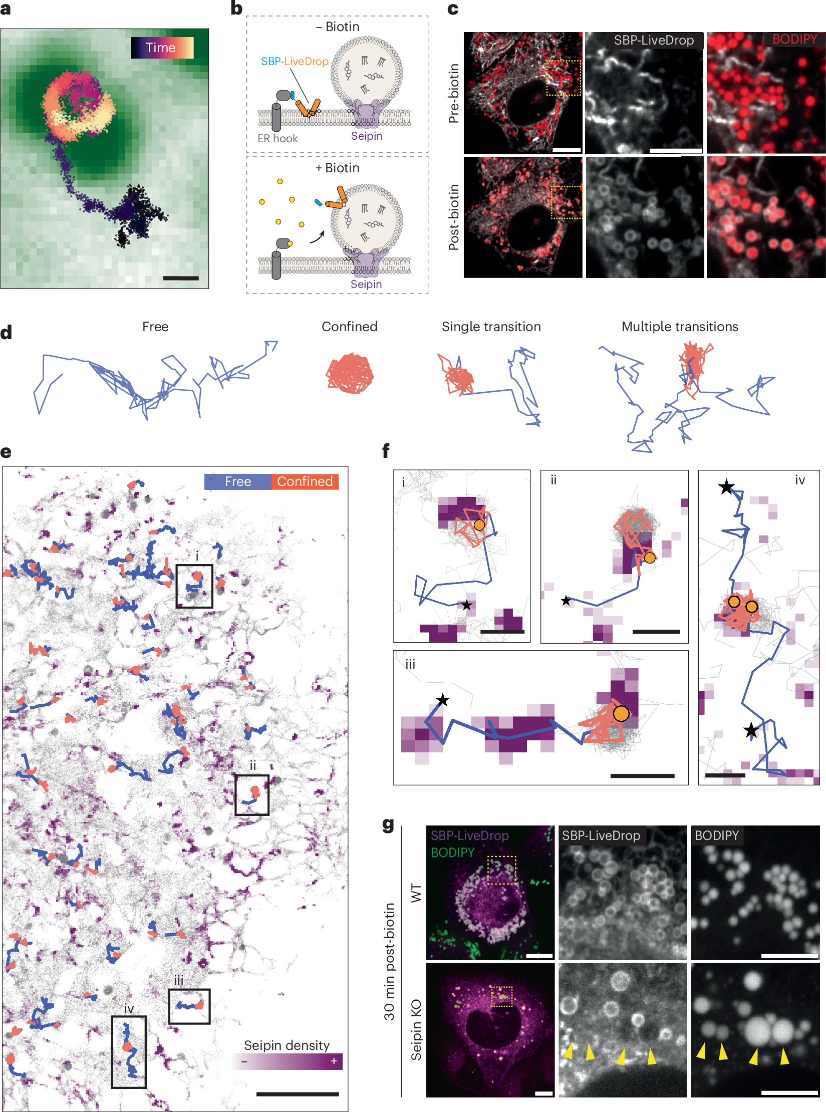 Fig. 3: SBP-LiveDrop accesses LDs via seipin-mediated ER–LD contact sites.
