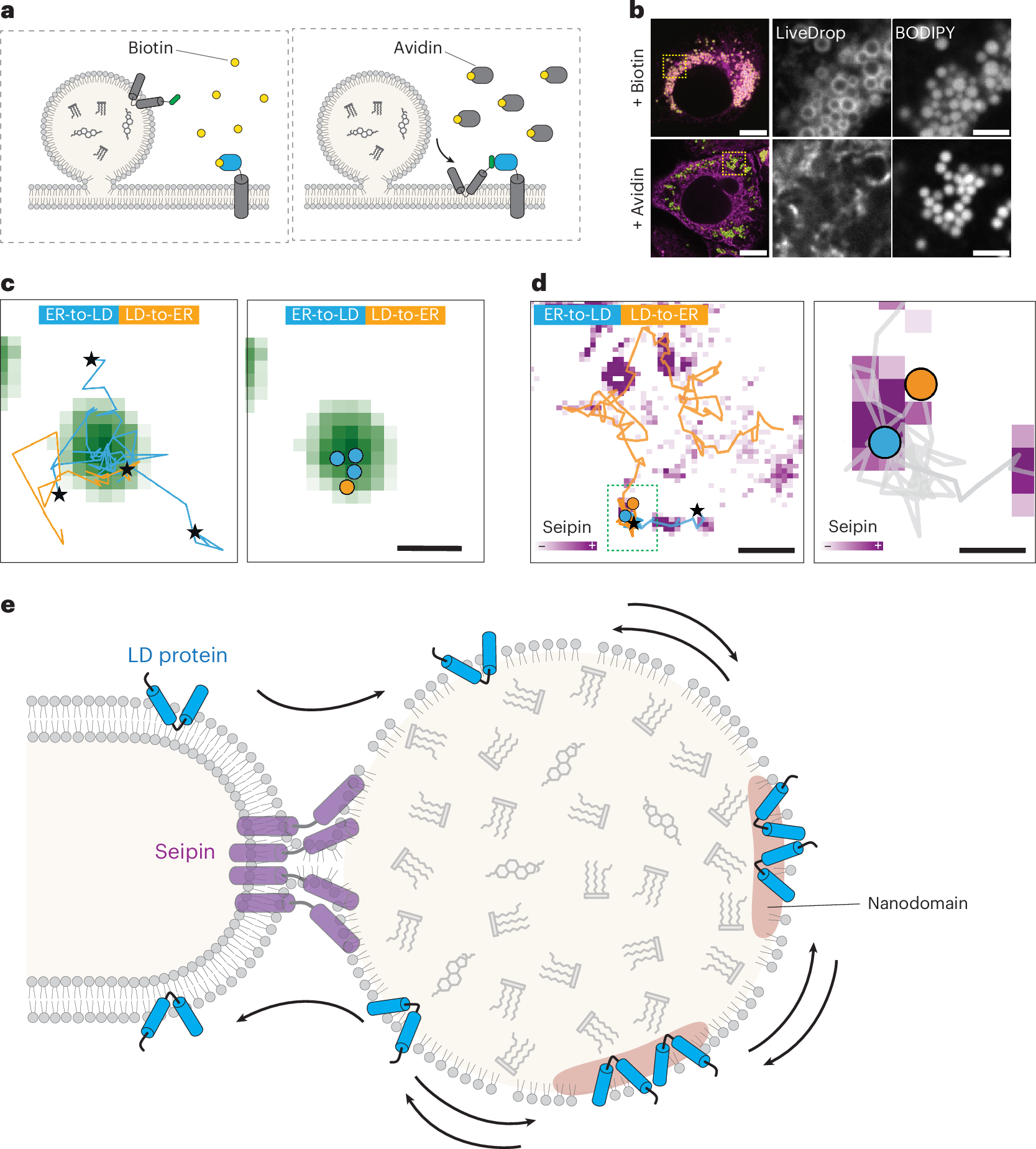 Fig. 4: Cargo movement across seipin-mediated ER–LD contact sites is bidirectional.