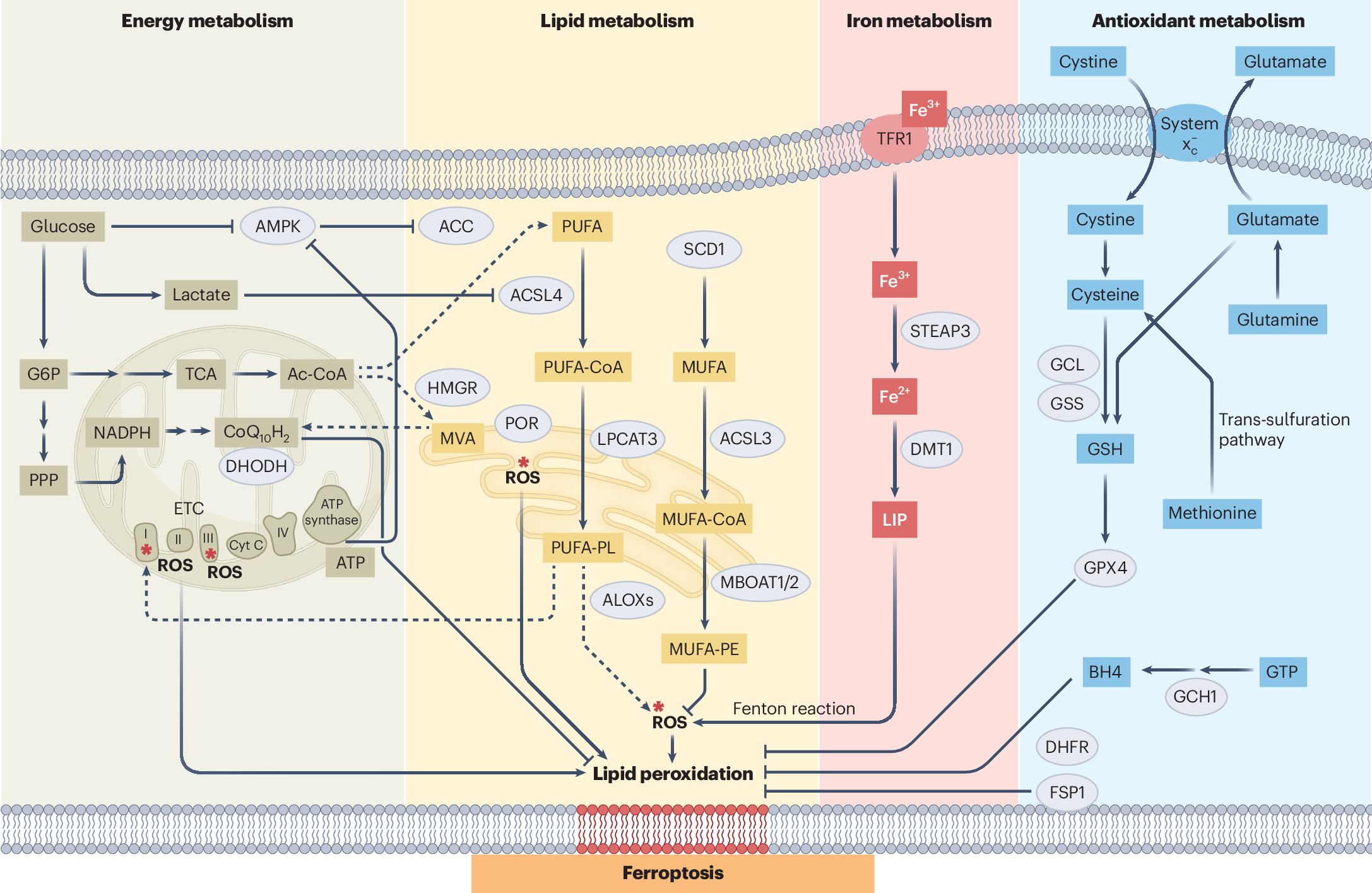 Emerging roles of ferroptosis in modulating the immune landscape of glial  tumours