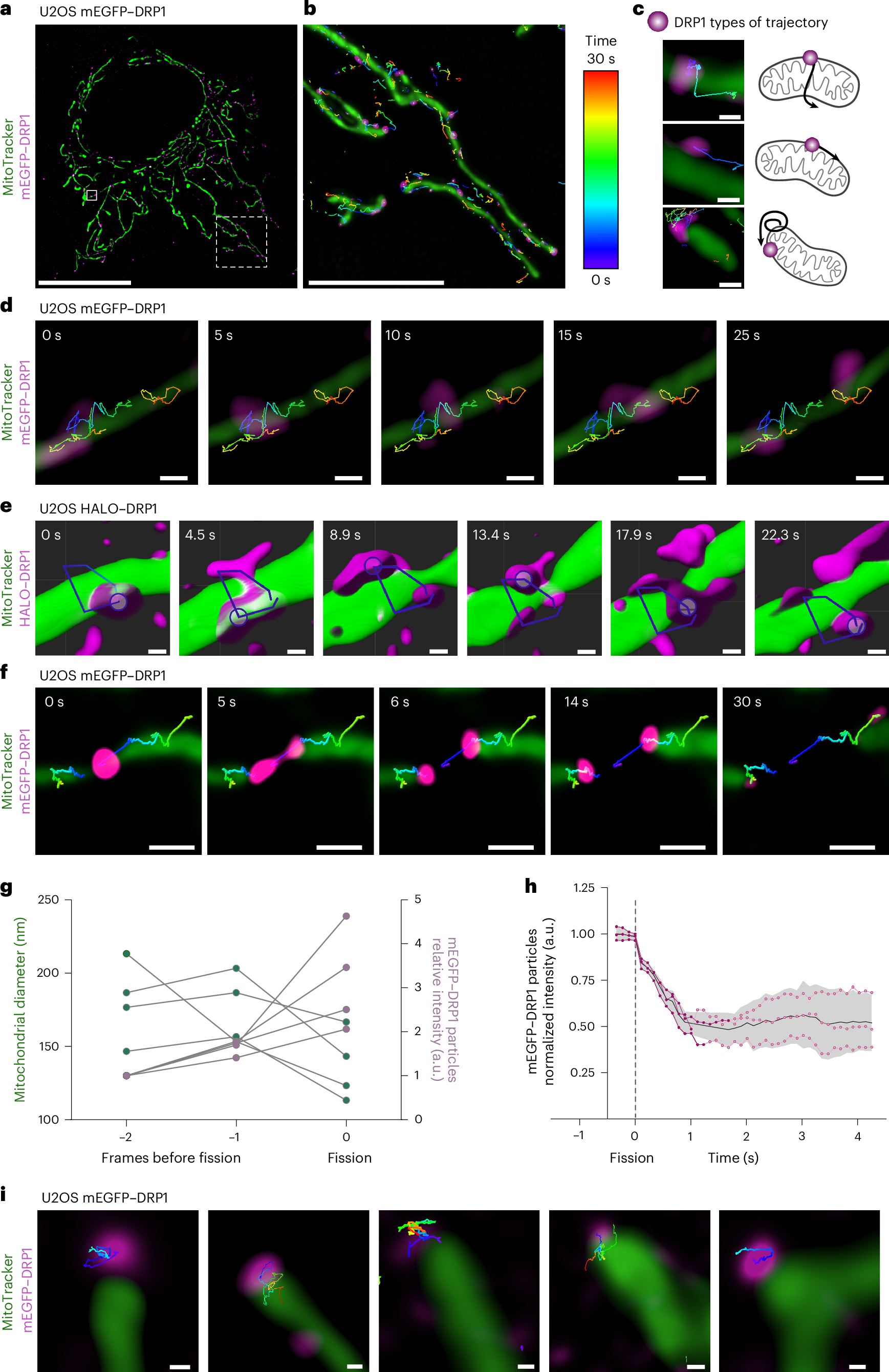 ミトコンドリア分裂位置を探索する新技術「MitoScanner」 (Searching for the Right Place to Divide Mitochondria)