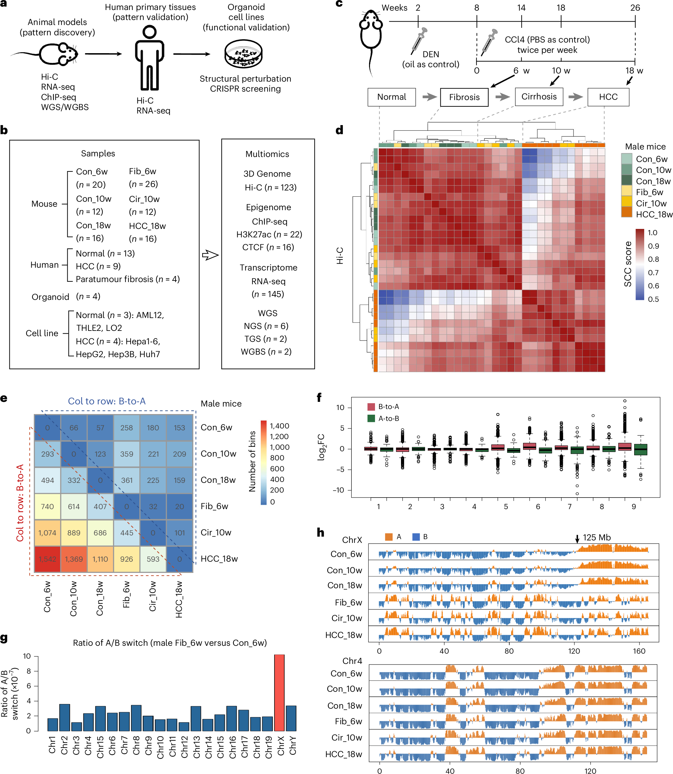 4D nucleome landscape reveals dissolution of bipartite active X chromosome in liver cancer development