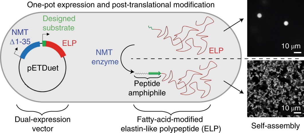 Genetically encoded lipid–polypeptide hybrid biomaterials that exhibit  temperature-triggered hierarchical self-assembly | Nature Chemistry