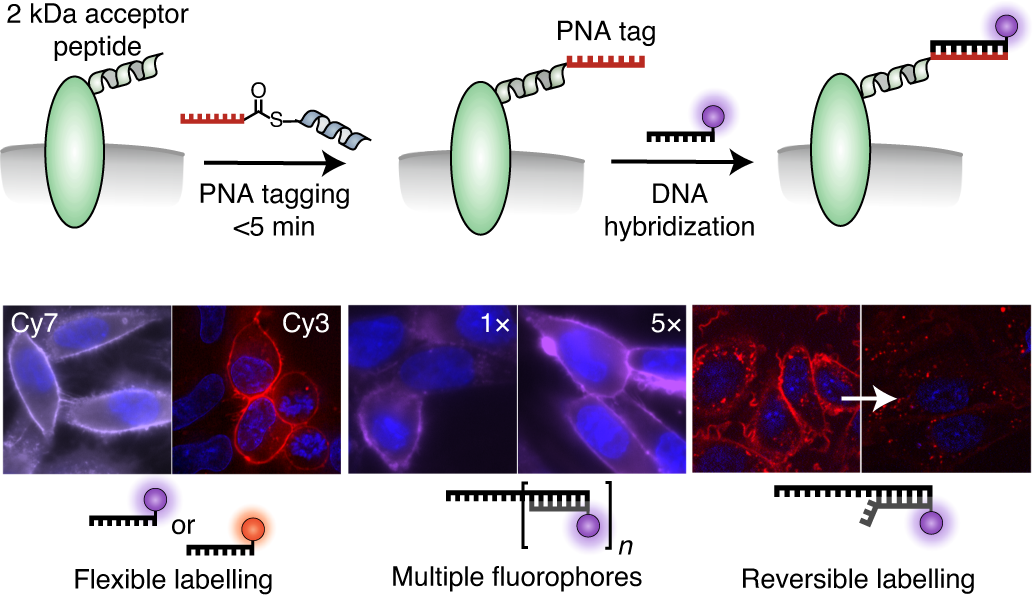 Live cell PNA labelling enables erasable fluorescence imaging of membrane  proteins | Nature Chemistry