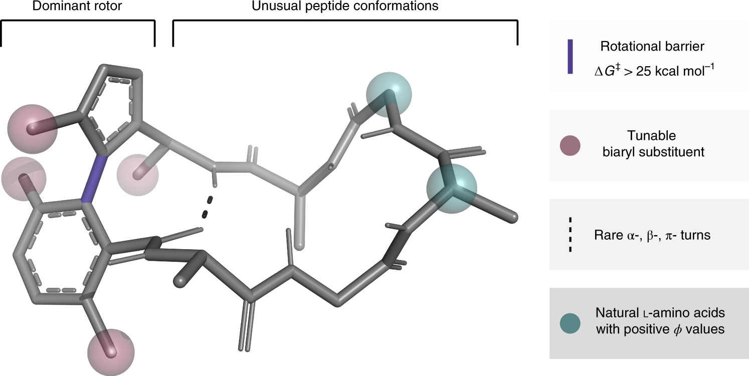 Illuminating The Dark Conformational Space Of Macrocycles Using Dominant Rotors Nature Chemistry