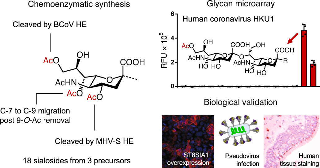 Synthetic O Acetylated Sialosides Facilitate Functional Receptor Identification For Human Respiratory Viruses Nature Chemistry Synthetic O Acetylated Sialosides Facilitate Functional Receptor Identification For Human Respiratory Viruses Nature Chemistry