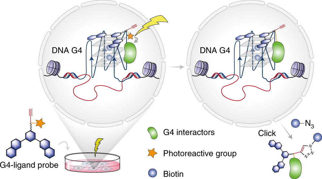 Chemical profiling of DNA G-quadruplex-interacting proteins in live cells |  Nature Chemistry