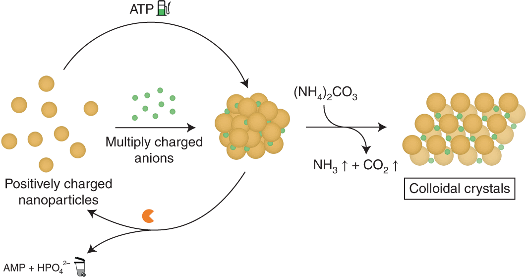 Functionalized Nanomaterial Assembling and Biosynthesis Using the