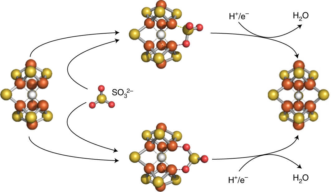 Tracing The Incorporation Of The Ninth Sulfur Into The Nitrogenase Cofactor Precursor With Selenite And Tellurite Nature Chemistry
