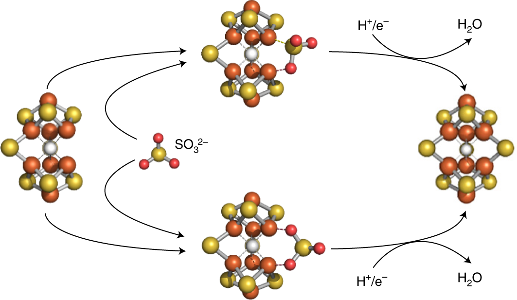 tracing the incorporation of the ninth sulfur into the nitrogenase cofactor precursor with selenite and tellurite nature chemistry