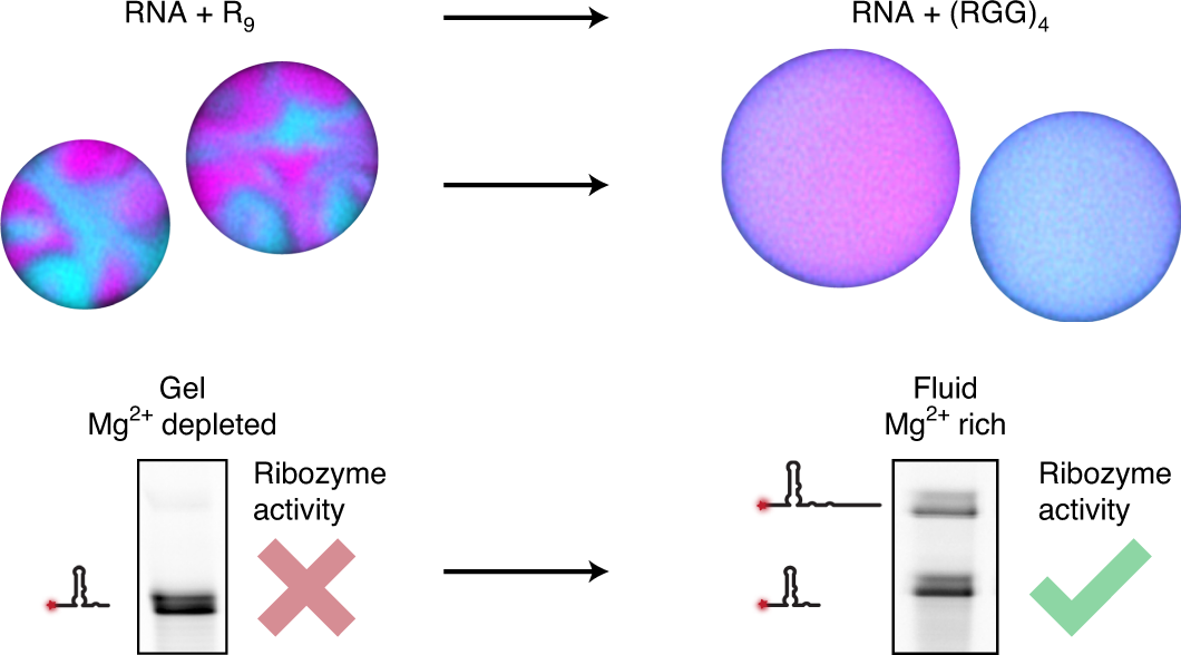 Charge-density reduction promotes ribozyme activity in RNA–peptide  coacervates via RNA fluidization and magnesium partitioning | Nature  Chemistry