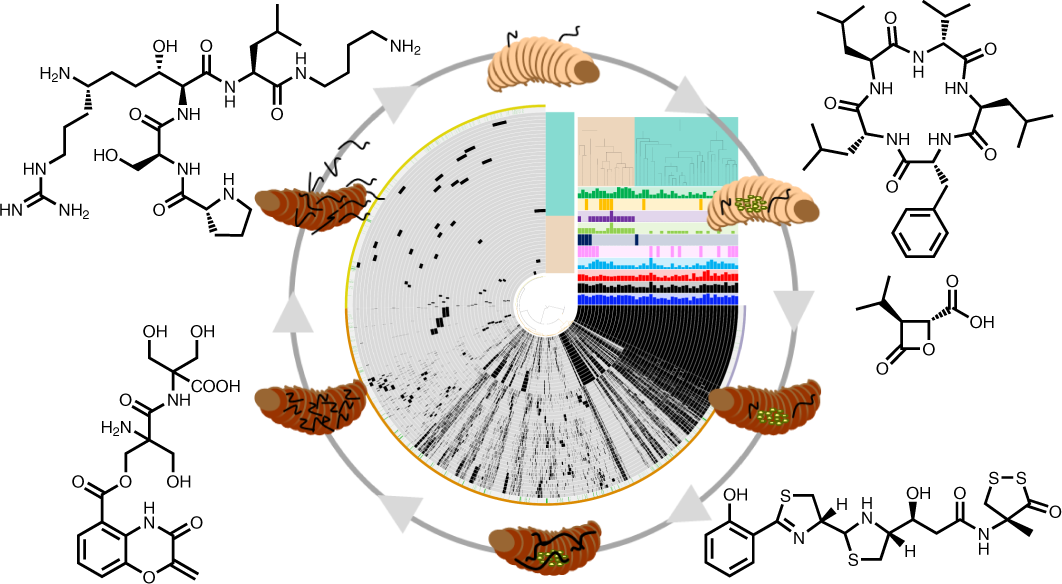 Biosynthesis of Argolaphos Illuminates the Unusual Biochemical