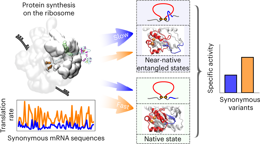 How synonymous mutations alter enzyme structure and function over long  timescales | Nature Chemistry