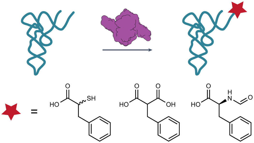 Expanding the substrate scope of pyrrolysyl-transfer RNA synthetase enzymes  to include non-α-amino acids in vitro and in vivo | Nature Chemistry