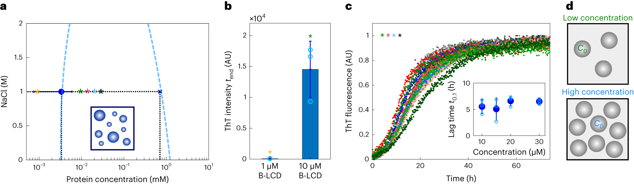 Fig. 3: Condensation of B-LCD accelerates amyloid formation.