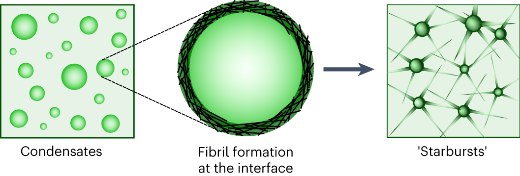 Fig. 6: Promotion of amyloid formation at the interface of condensates.