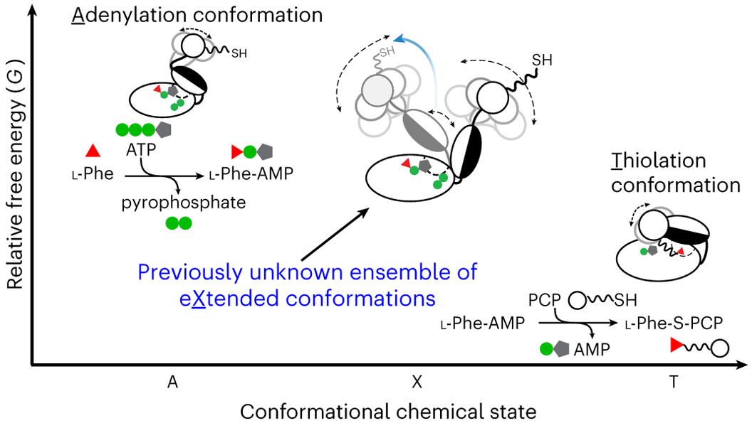 Subdomain dynamics enable chemical chain reactions in non-ribosomal peptide  synthetases