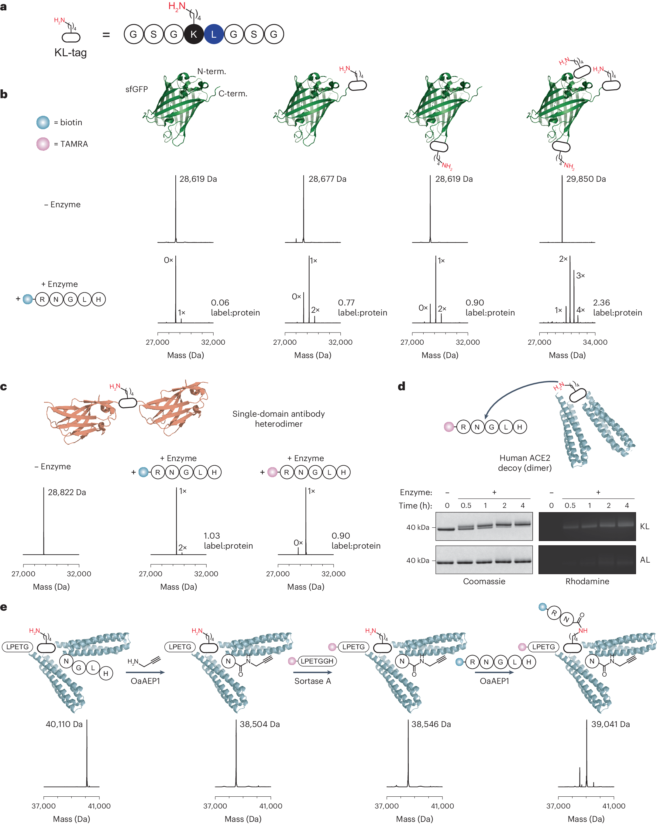 Fig. 5: Targeted Lys acylation on protein substrates containing endogenous Lys residues.
