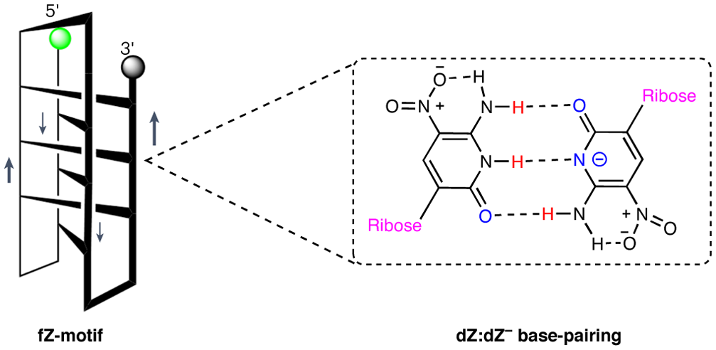 A folding motif formed with an expanded genetic alphabet | Nature Chemistry a-folding-motif-formed-with-an-expanded-genetic-alphabet-nature-chemistry