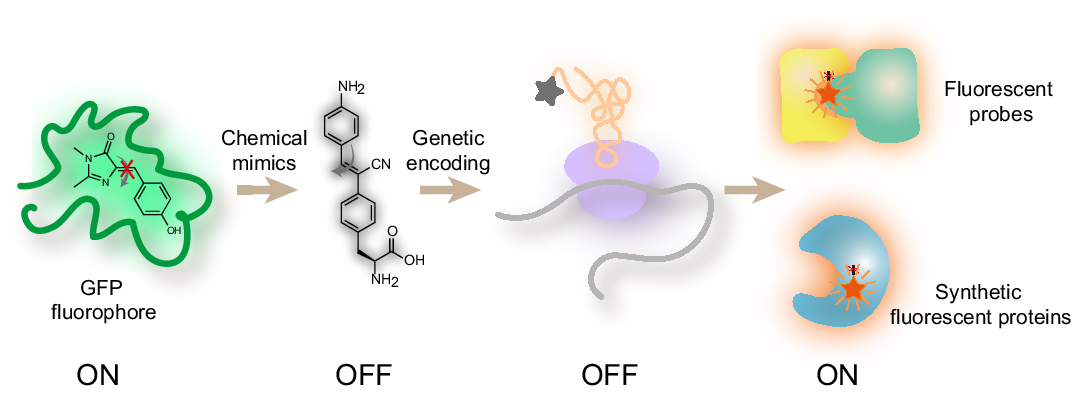 Designing artificial fluorescent proteins and biosensors by genetically encoding molecular rotor-based amino acids