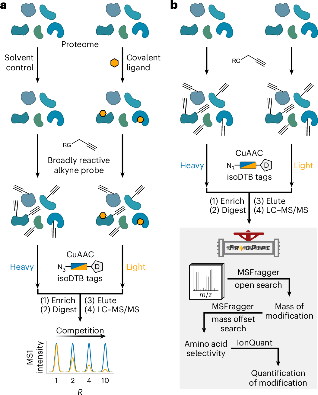 Fig. 1: Workflows for competitive isoDTB-ABPP and unbiased analysis of electrophile selectivity.