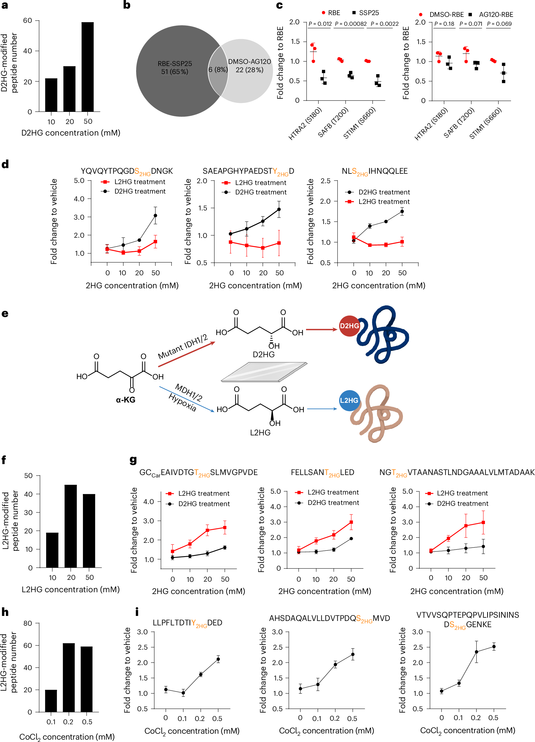 タンパク質修飾の発見ががん治療の可能性を拡大（Protein modification discovery opens cancer therapy possibilities）