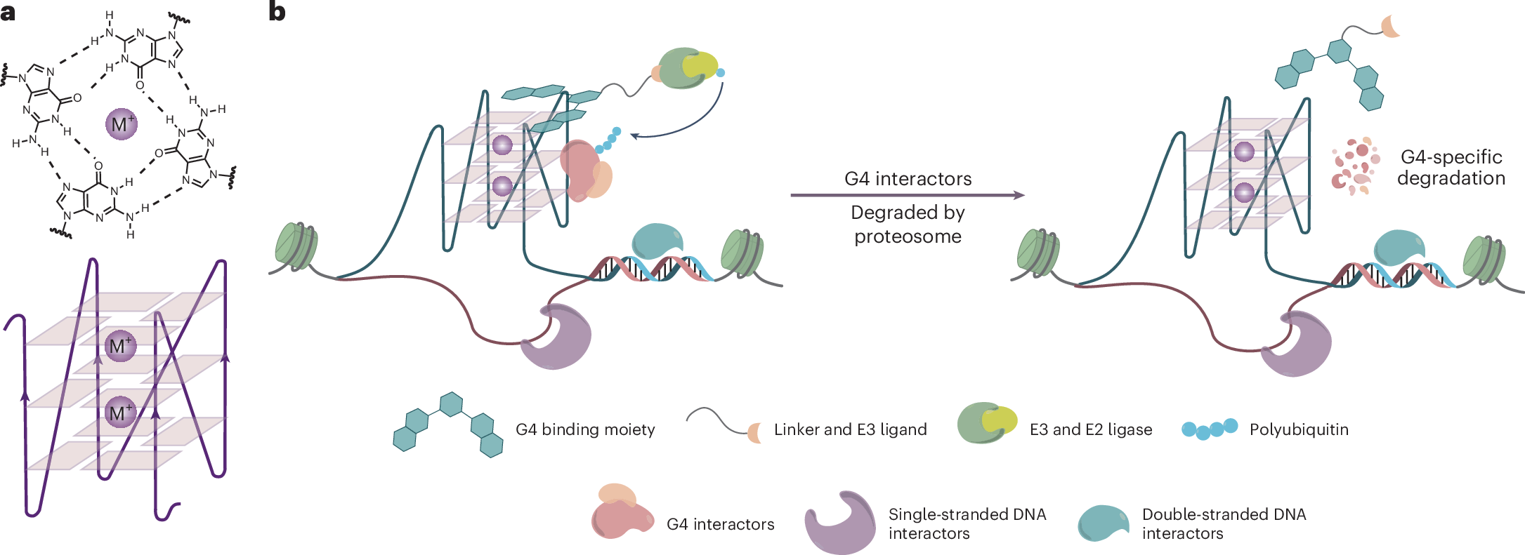 Fig. 1: Schematic for G4L-PROTACs.