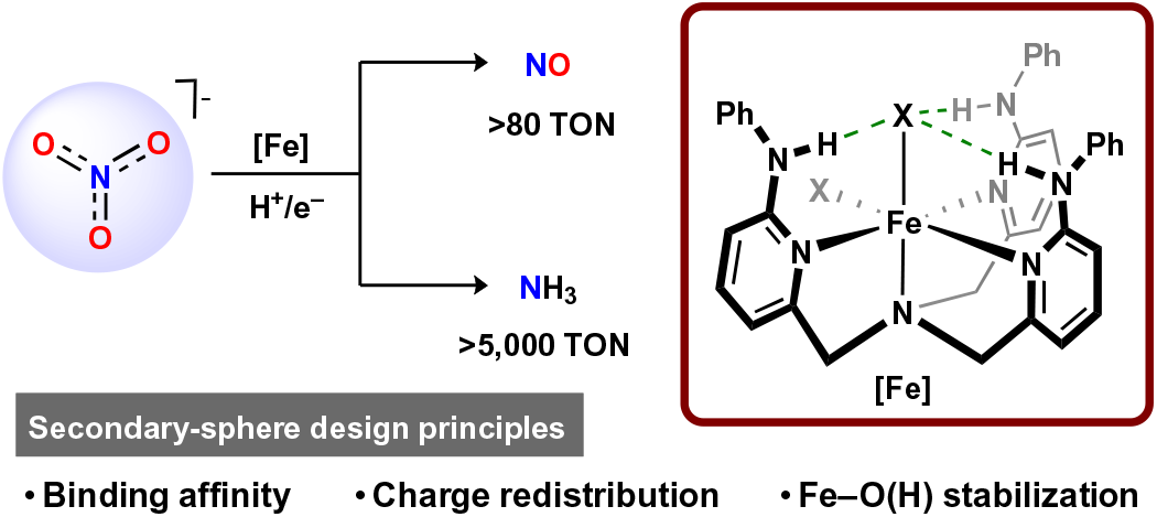 Photograph accompanying Hydrogen-bond donors on the ligand raise nitrate affinity by up to seven orders of magnitude