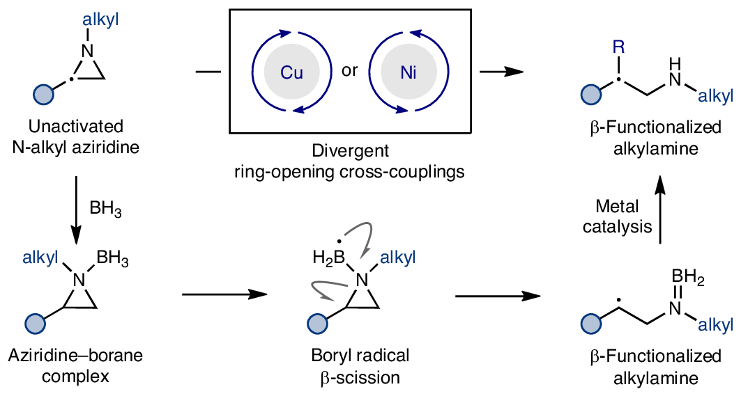 Photograph accompanying Borane coordination opens the N-alkyl aziridines that metal catalysis leaves inert