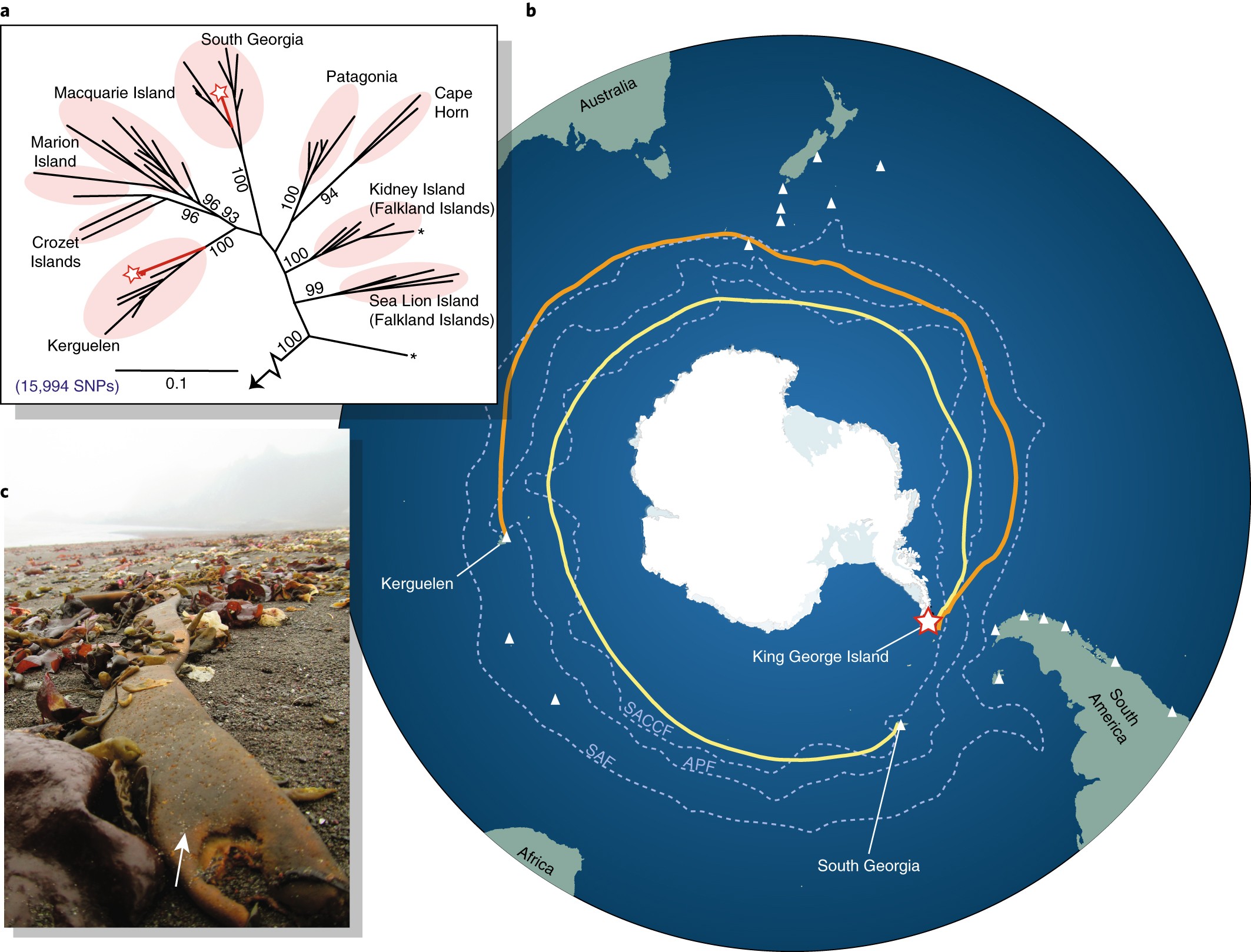 Antarctica's ecological isolation will be broken by storm-driven and warming Climate Change