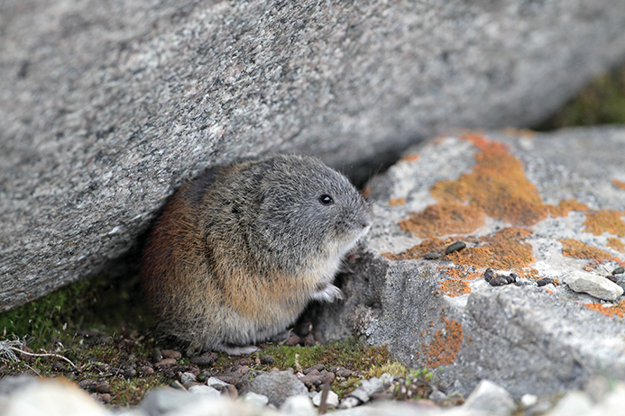 Rain on the lemming parade