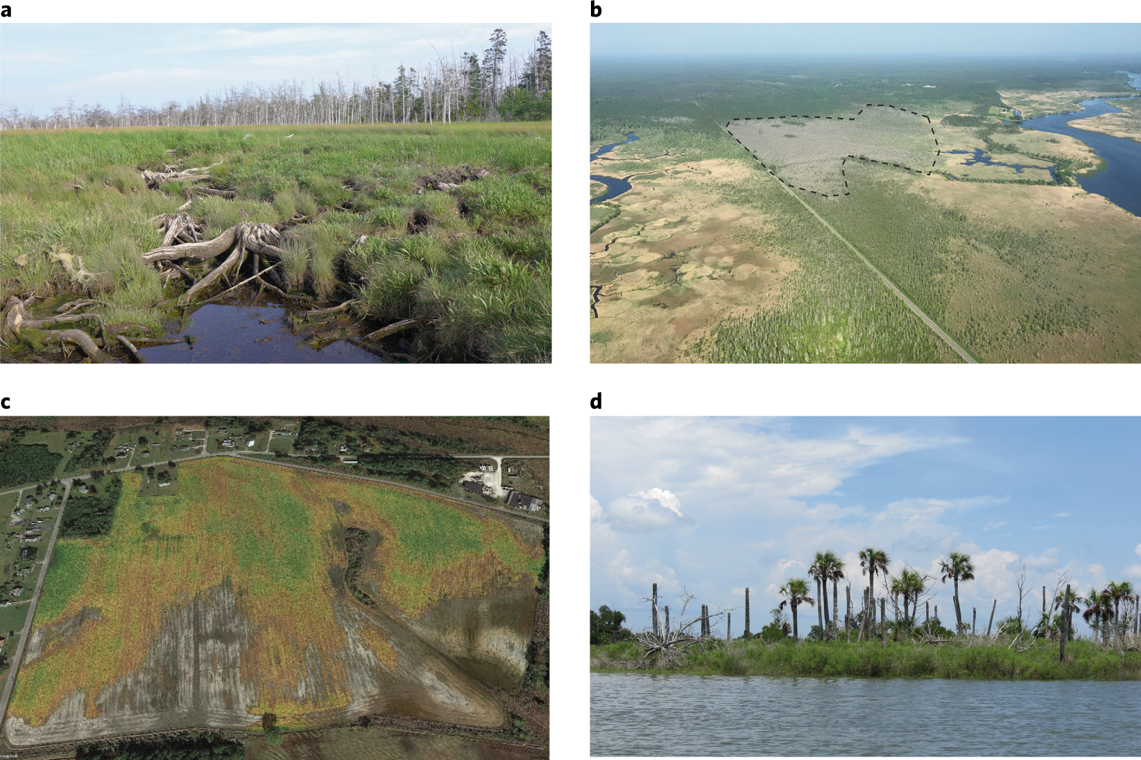 Sea-level driven land conversion and the formation of ghost forests |  Nature Climate Change