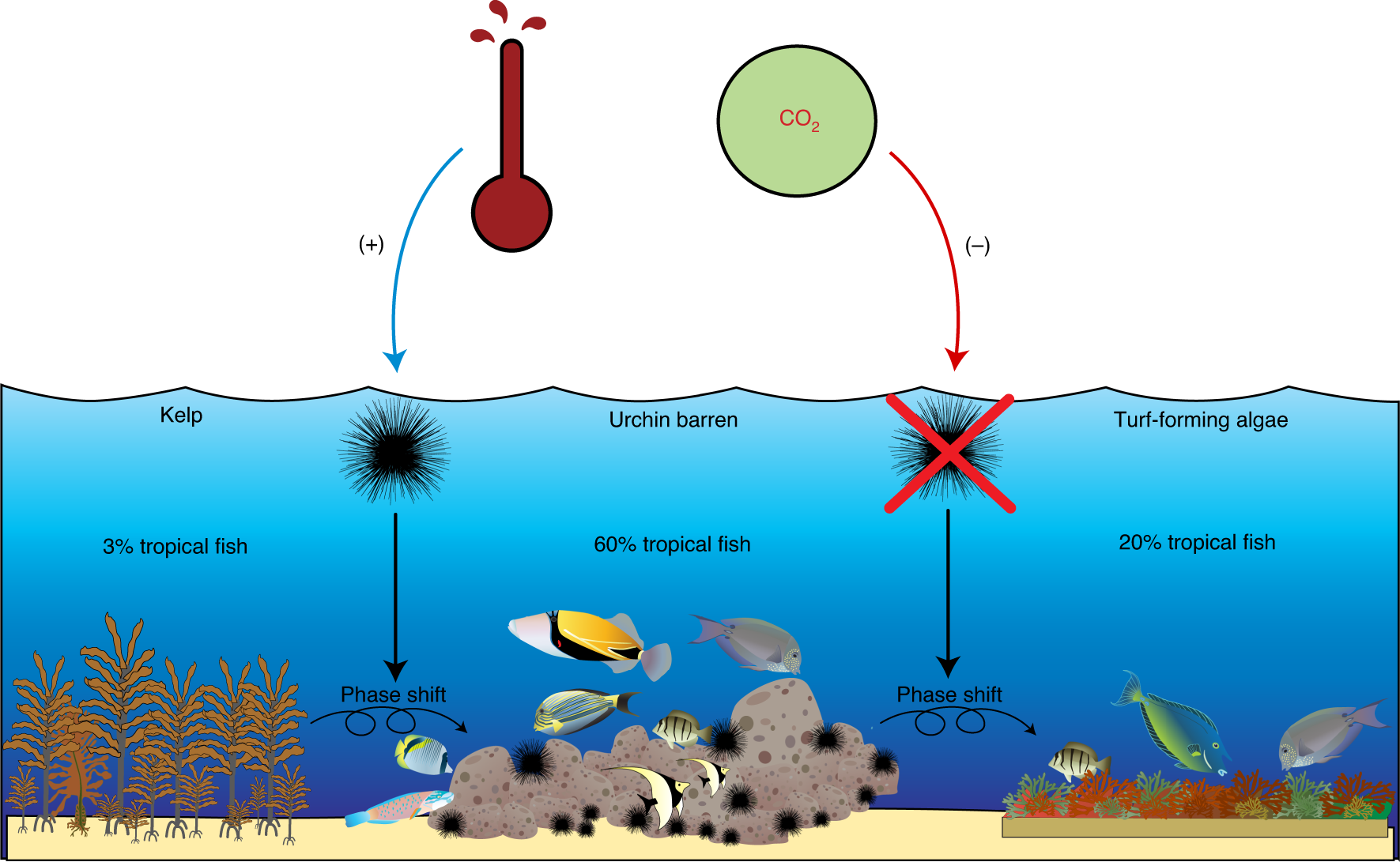 Impact of Ocean Warming and Acidification on Growth of Reef