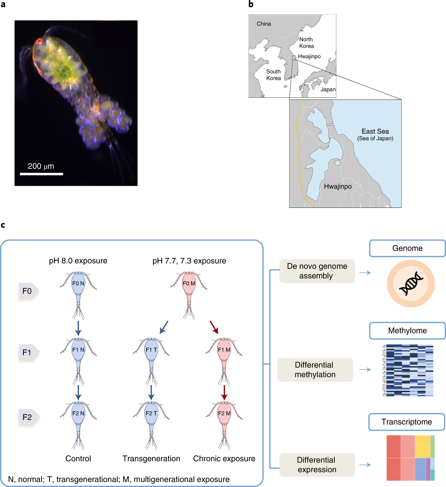 Epigenetic plasticity enables copepods to cope with ocean
