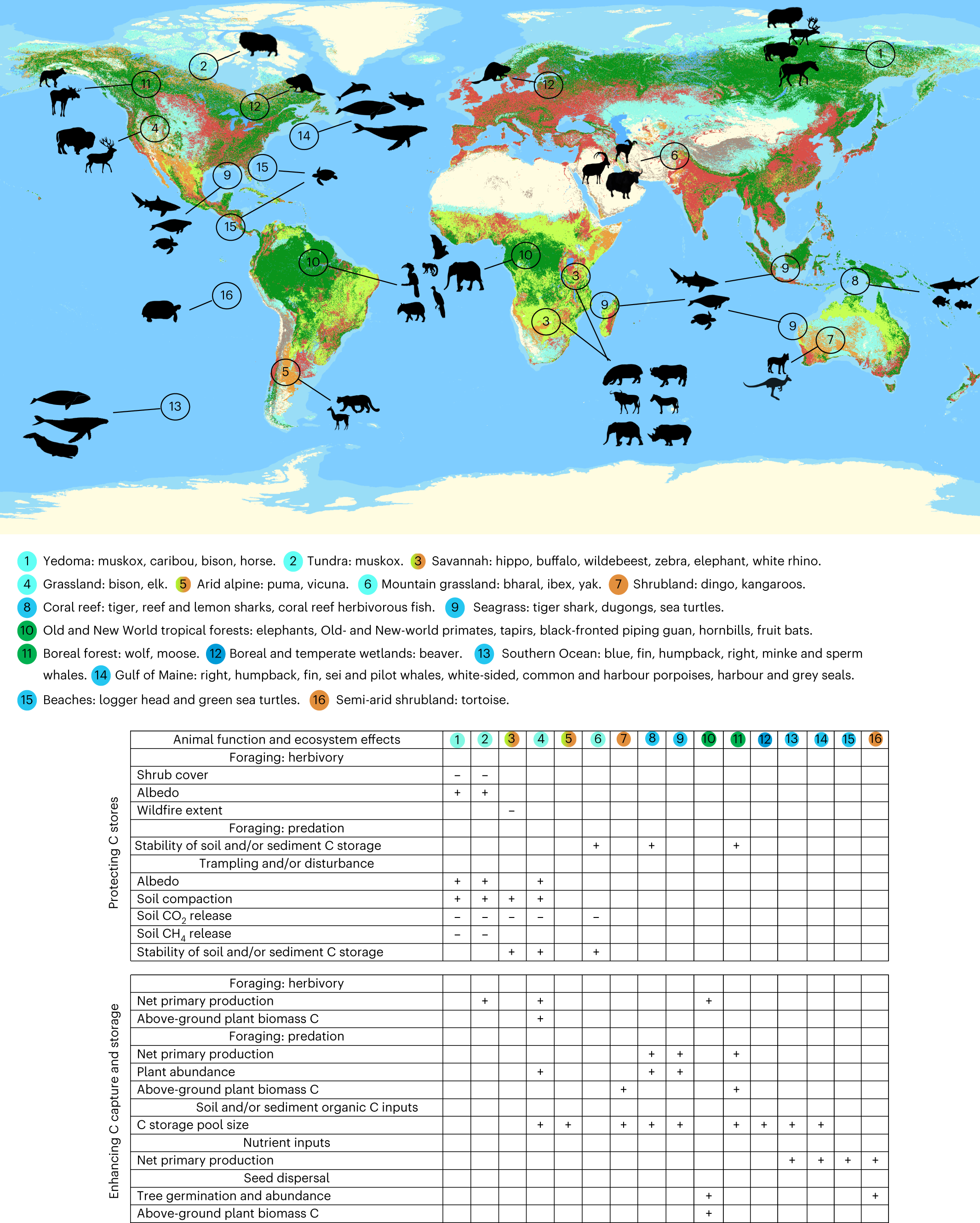 Distribuição global de espécies animais candidatas e ecossistemas para os quais existe um alto potencial para expandir soluções climáticas naturais por meio de reflorestamento trófico