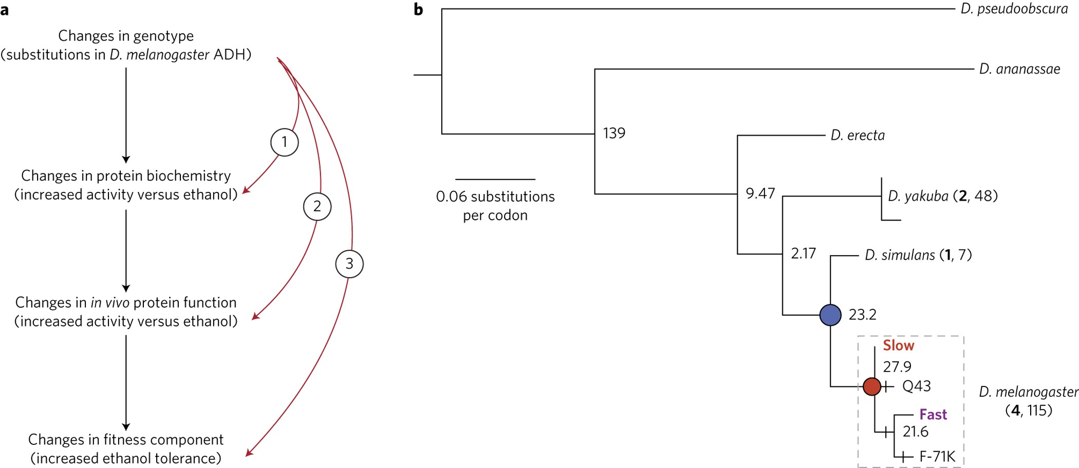 Solved In Part A you analysed the activity of ADH under