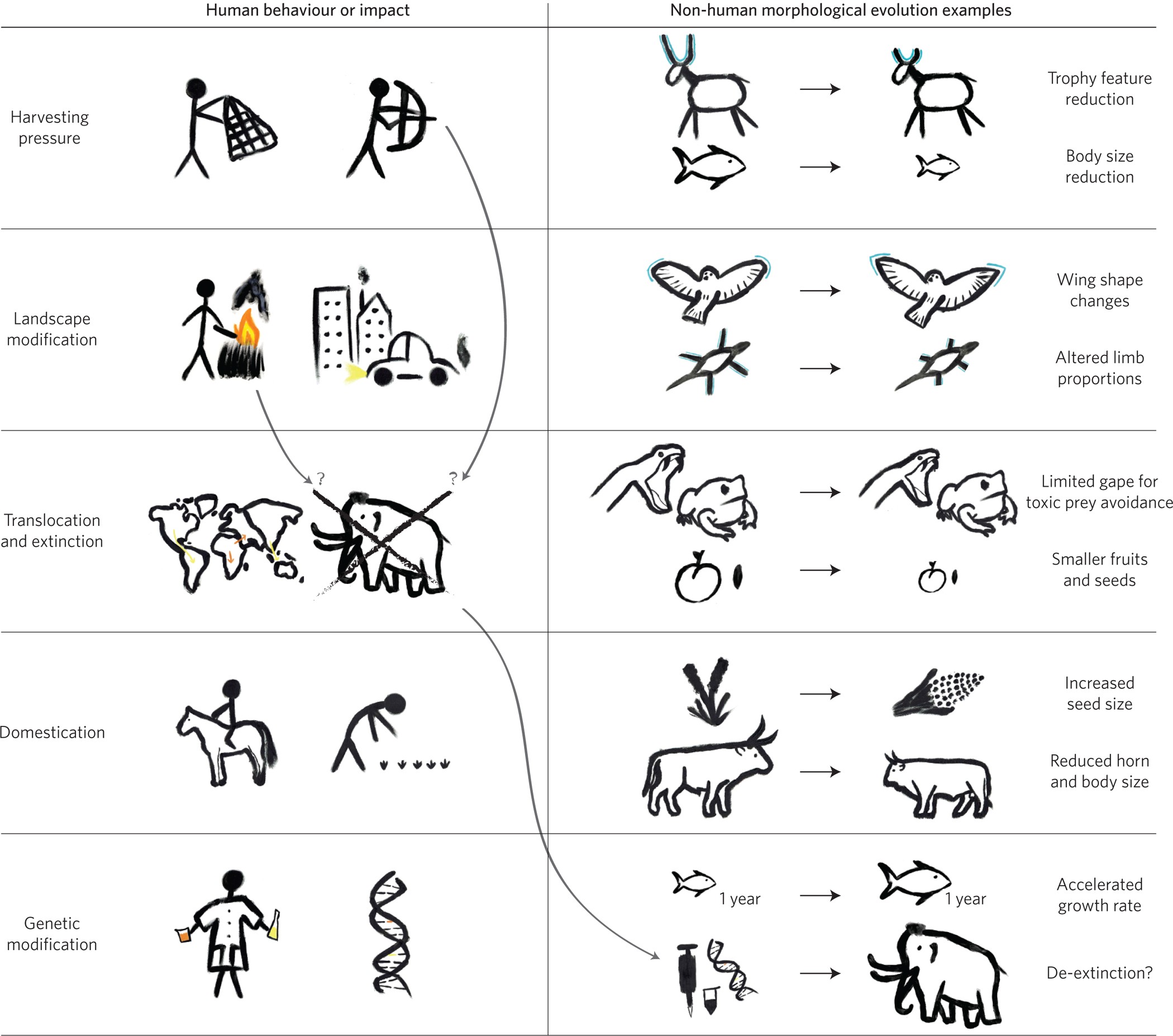 Human behaviour as a long-term ecological driver of non-human evolution | Nature Ecology & Evolution Human behaviour as a long-term ecological driver of non-human evolution | Nature Ecology & Evolution