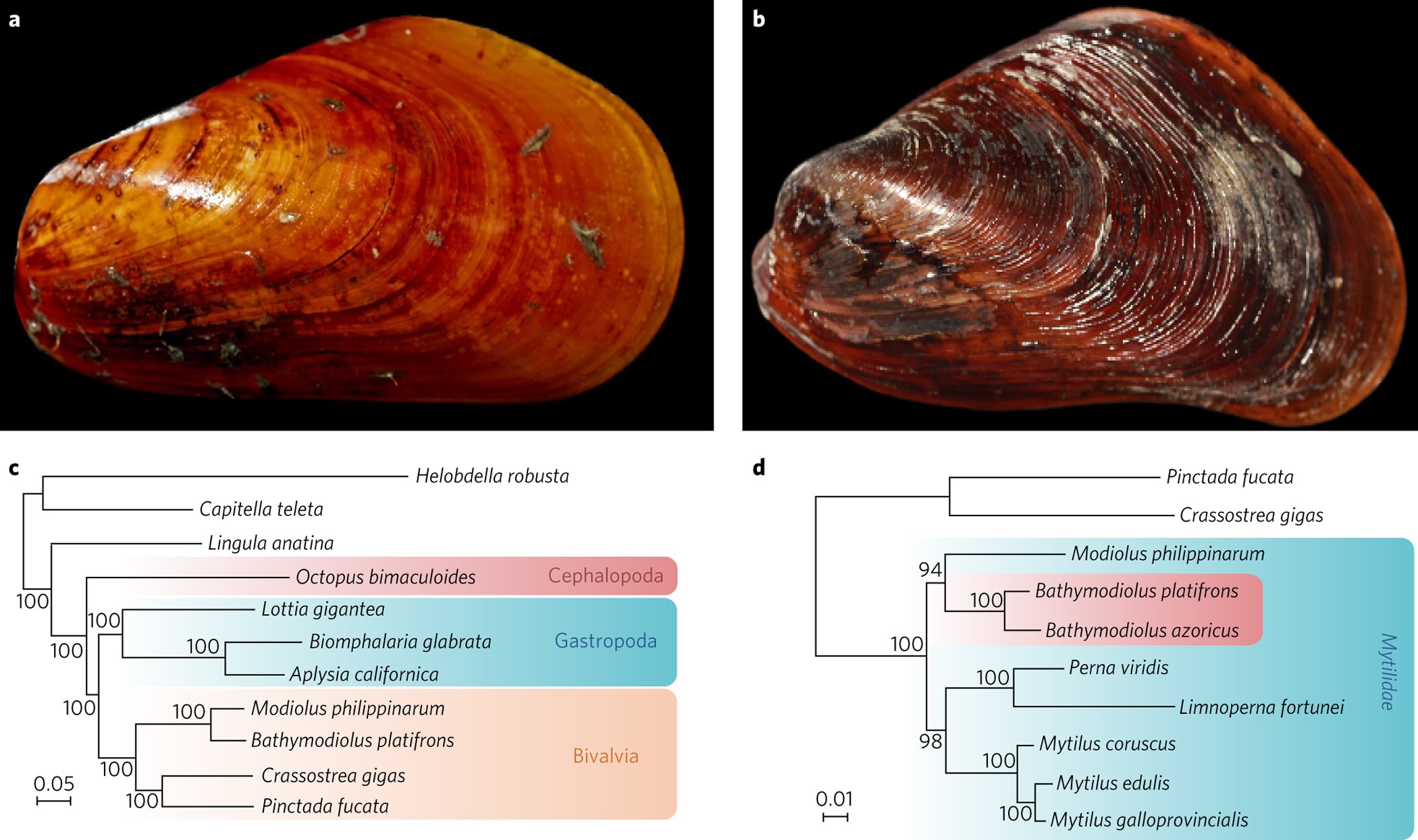 Distinct genomic routes underlie transitions to specialised symbiotic  lifestyles in deep-sea annelid worms