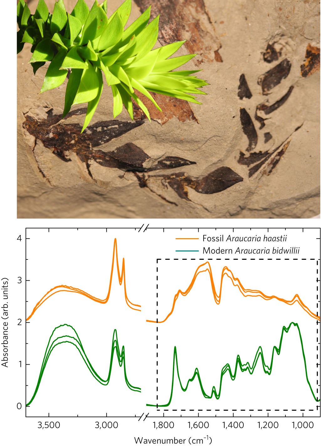 Molecular Signatures Of Fossil Leaves Provide Unexpected New Evidence For Extinct Plant Relationships Nature Ecology Evolution