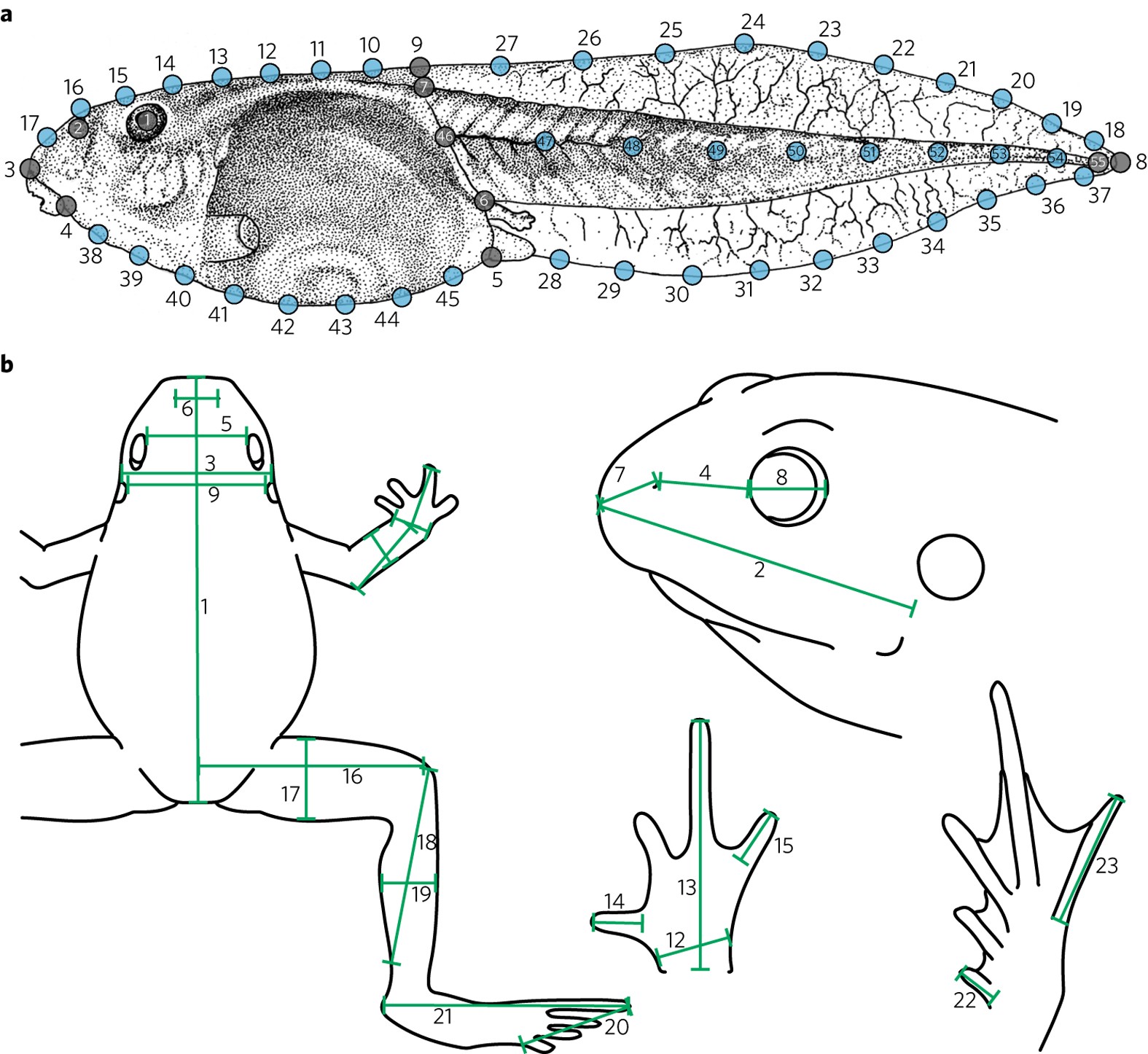Adult frogs and tadpoles have different macroevolutionary patterns